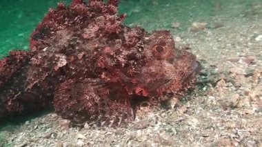 Sakallı Scorpionfish (Scorpaenopsis oxycephala) bir deniz yatağı üzerinde Umman Körfezi, BAE yürüyüş.