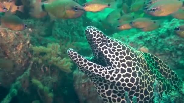Honeycomb moray eel & cardinal fishes, Gulf of Oman, U.A.E. — Stock Video
