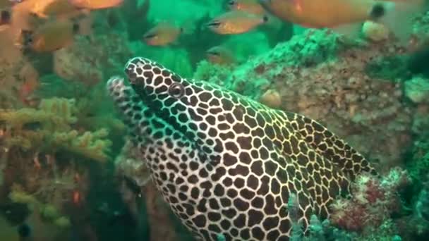 Κηρήθρα moray Χέλι & καρδινάλιος ψάρια, στον κόλπο του Ομάν, ΗΑΕ. — Αρχείο Βίντεο