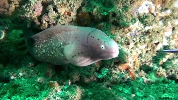 Geometriska muränor (Gymnothorax griseus), Omanbukten, UAE. — Stockvideo