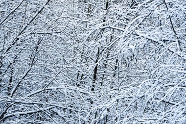 Ormandaki güzel karlı ağaçlar.