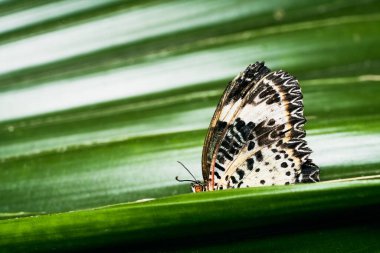 Kelebek Yaprağın Üzerinde Saklanıyor