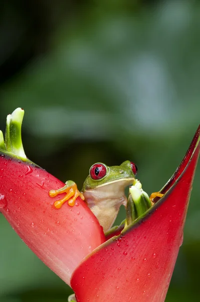 Red-eyed Treefrog — Stock Photo, Image