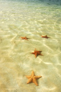 Bocas del Toro