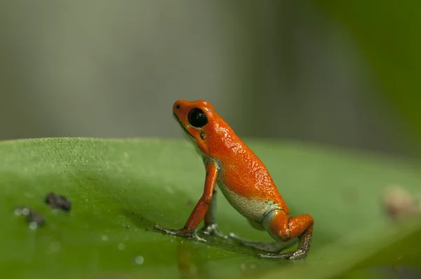 Rana venenosa de fresa — Foto de Stock