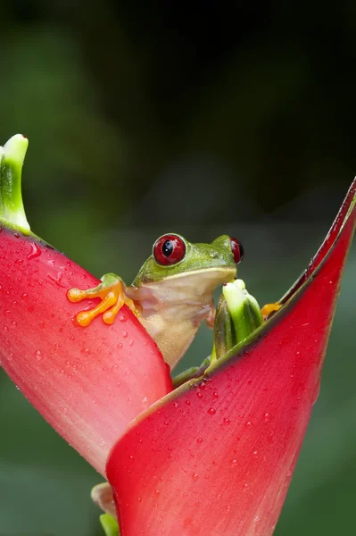 Rana arborícola verde de ojos rojos —  Fotos de Stock