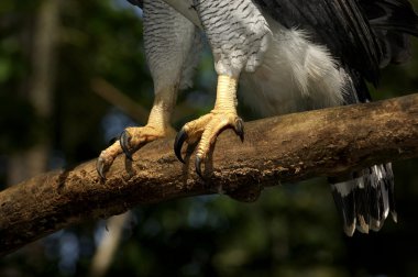 harpy kartal