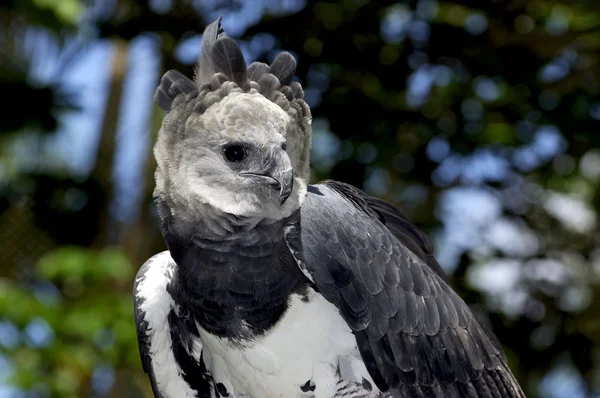 Harpia-águia — Fotografia de Stock