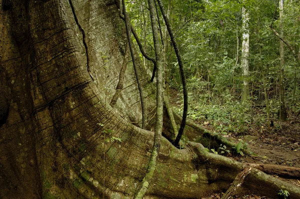 Tropikal Yağmur Ormanları