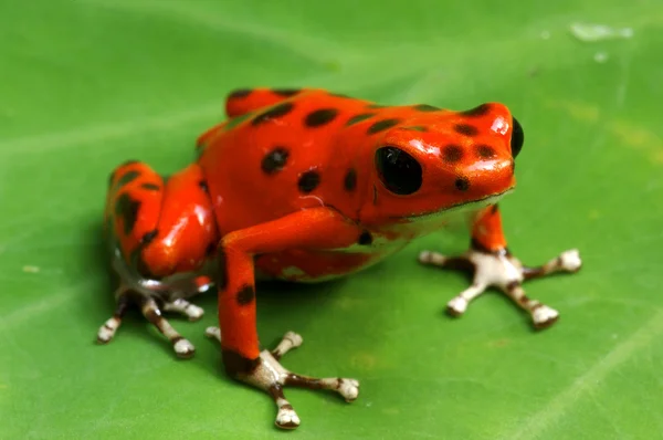 Truskawka Zatruta żaba — Zdjęcie stockowe