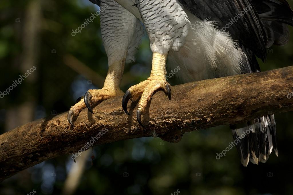 Harpy eagle — Stock Photo © Studio549 #56964101