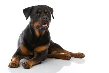 Beyaz arkaplanda Rottweiler köpeği