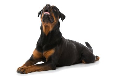 Beyaz arkaplanda Rottweiler köpeği