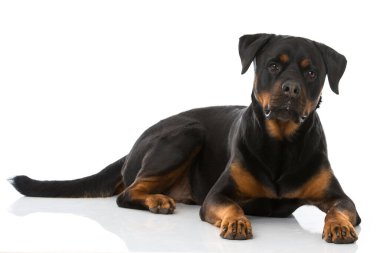 Beyaz arkaplanda Rottweiler köpeği