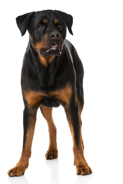 Собака Ротвейлера Білому Тлі — стокове фото