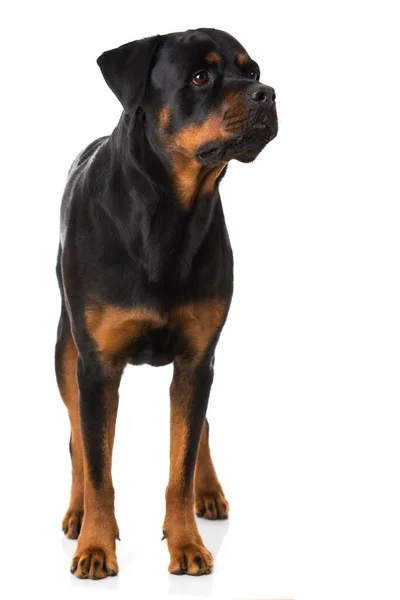 Rottweiler Kutya Fehér Háttér — Stock Fotó