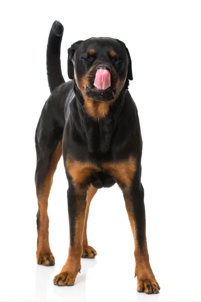 Rottweiler Perro Sobre Fondo Blanco —  Fotos de Stock