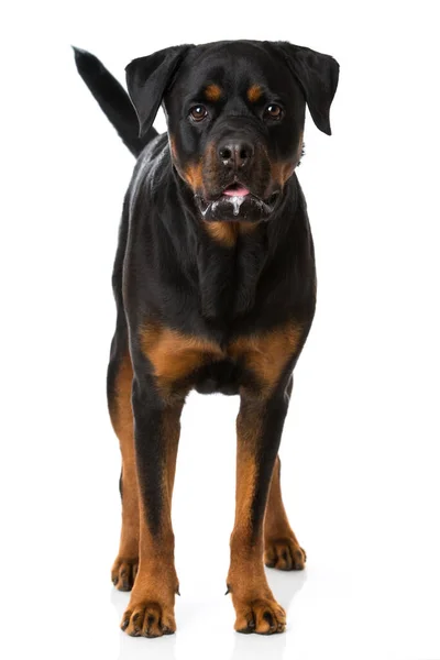 Rottweiler Kutya Fehér Háttér — Stock Fotó