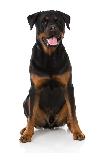 Rottweiler Perro Sobre Fondo Blanco — Foto de Stock