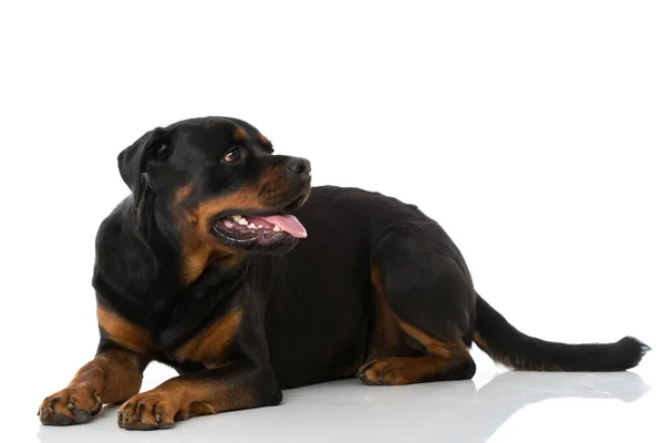 Rottweiler Hund Vit Bakgrund — Stockfoto