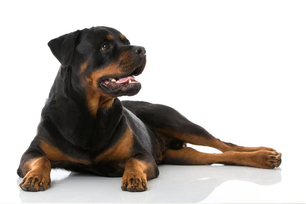 Rottweiler Cane Sfondo Bianco — Foto Stock