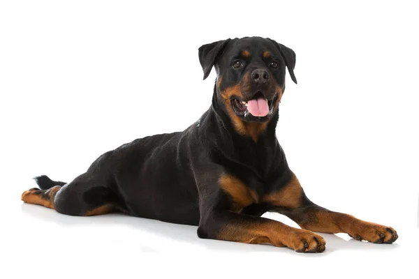 白色背景的Rottweiler狗 — 图库照片