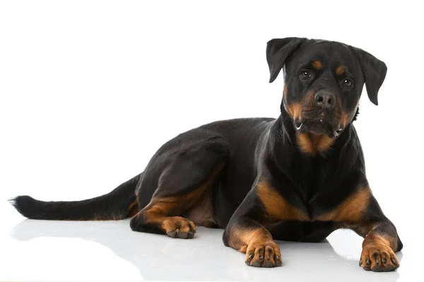 Rottweiler Cane Sfondo Bianco — Foto Stock