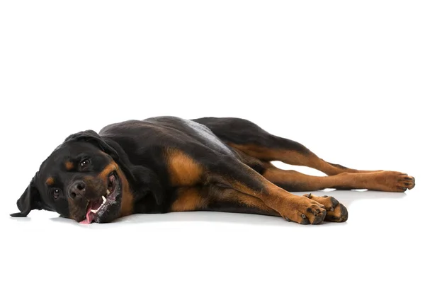 Rottweiler狗躺在白色的背景上 — 图库照片