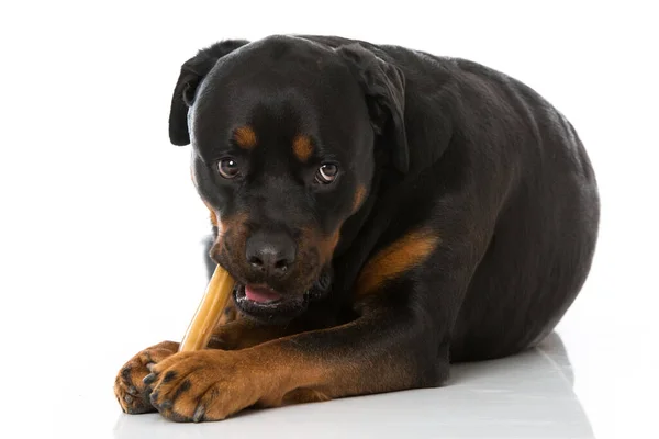 Rottweiler Perro Con Golosinas Sobre Fondo Blanco — Foto de Stock