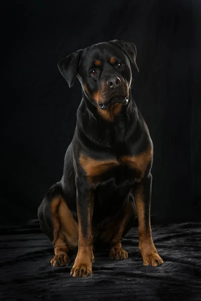 Rottweiler dog on black background