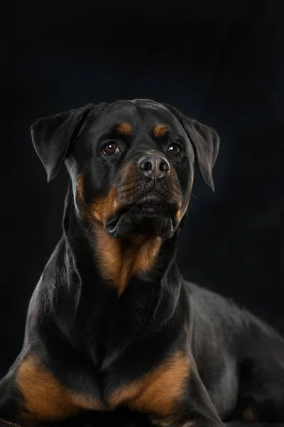 黑色背景的Rottweiler狗 — 图库照片