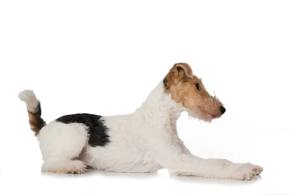 Fox Terrier Chien Isolé Sur Blanc — Photo