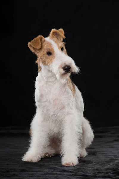 Fox Terrier Cão Fundo Preto — Fotografia de Stock