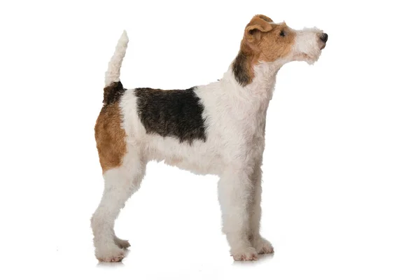 Fox Terrier Pies Izolowany Białym — Zdjęcie stockowe