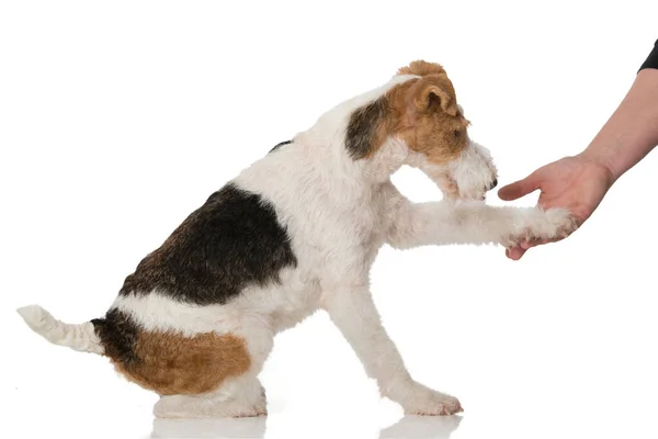 Fox Terrier Hond Geïsoleerd Wit — Stockfoto