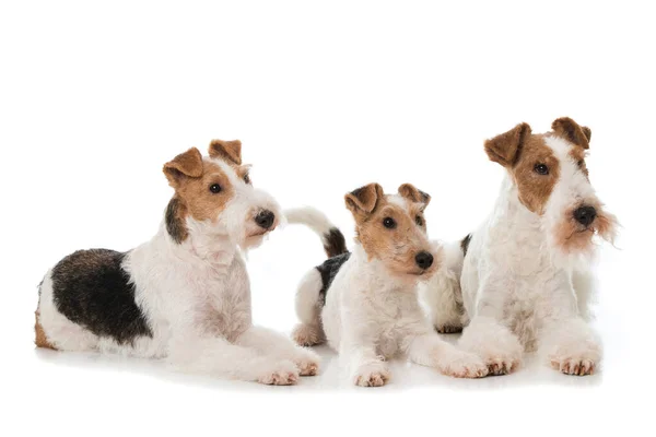 Chiens Fox Terrier Isolés Sur Blanc — Photo