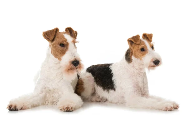 Fox Terrier Dogs Isolated White — Stock Photo, Image