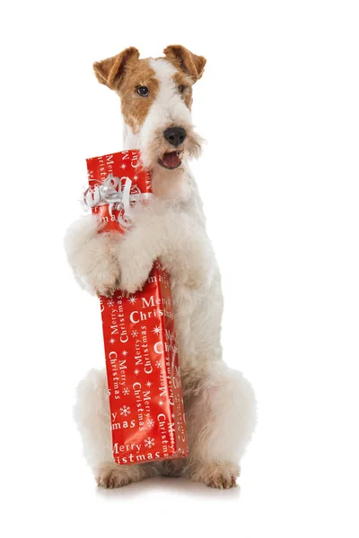 Fox Terrier Cane Tiene Regalo Isolato Bianco — Foto Stock