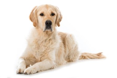 Golden Retriever köpeği beyazda izole edilmiş.