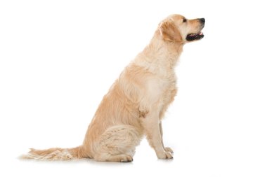 Golden Retriever köpeği beyazda izole edilmiş.