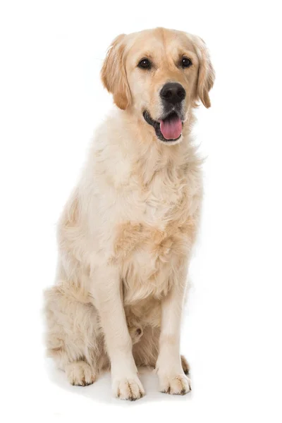 Golden Retriever Hond Geïsoleerd Wit — Stockfoto