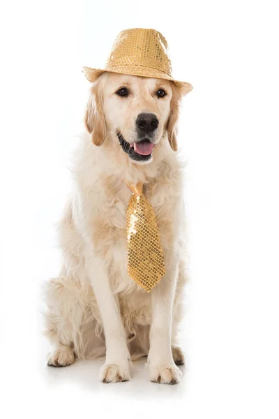 Golden Retriever Pies Kapeluszem Krawatem — Zdjęcie stockowe