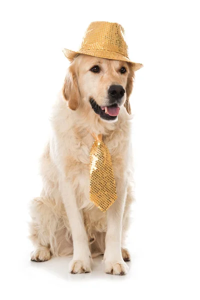 Şapkalı Kravatlı Golden Retriever Köpeği — Stok fotoğraf