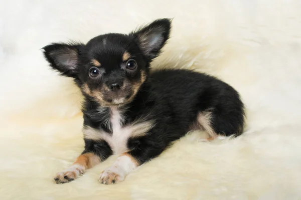 Chihuahua Köpeği Battaniyenin Üzerinde Yatıyor — Stok fotoğraf