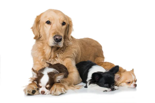 Golden Retriever Cão Com Cães Chihuahua Isolado Branco — Fotografia de Stock
