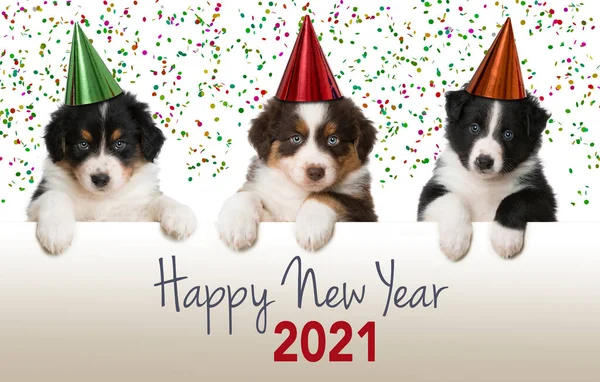 Happy New Year Puppies — Stock Photo, Image