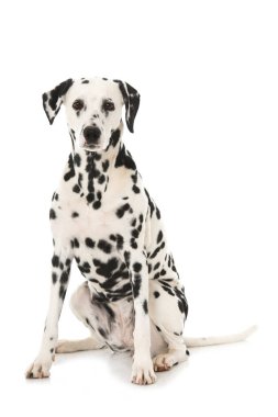 Dalmaçyalı köpek beyaz arka planda izole edilmiş