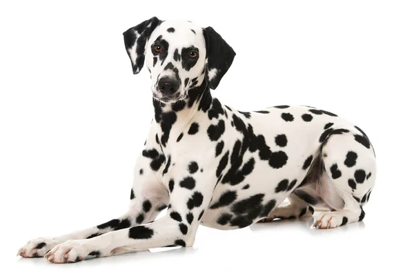 Dalmatian Hond Geïsoleerd Witte Achtergrond — Stockfoto