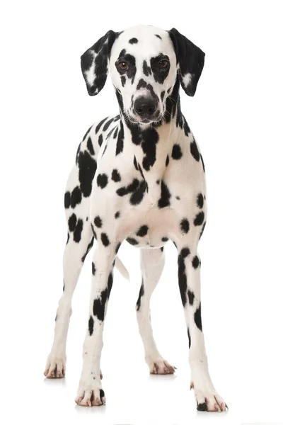 Далматинський Собака Ізольований Білому Тлі — стокове фото