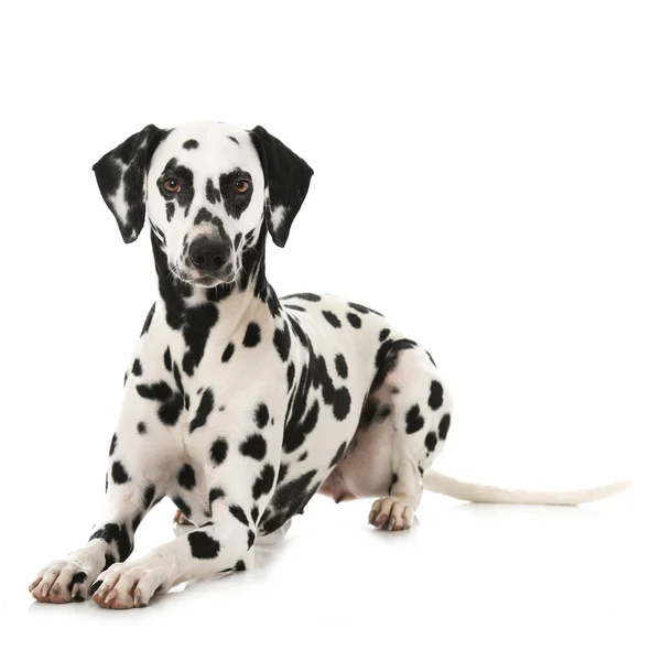 Dalmatský Pes Izolovaný Bílém Pozadí — Stock fotografie